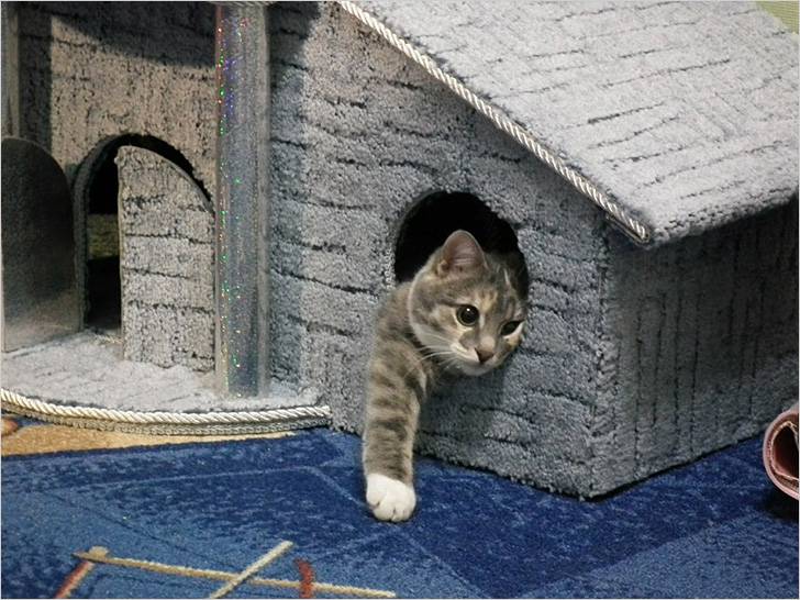Как сделать домик для кошки своими руками » My-Craftmine.Ru — Качественные Решения Вашего Ремонта!